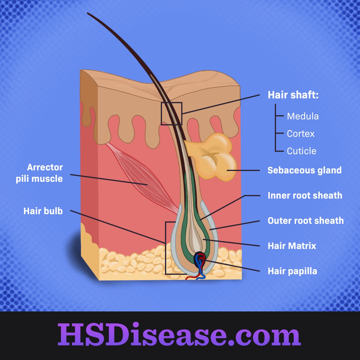 hair strand diagram